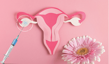 Reproductive anatomy visualization