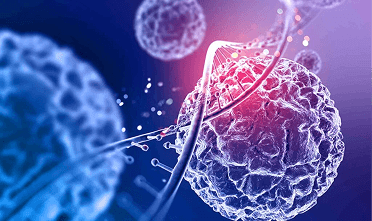 Microscopic view of reproductive cells